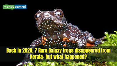 Seven rare Galaxy Frogs have disappeared from a Kerala forest. (Image: Canva)