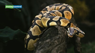 Florida researchers deploy fluffy robotic rabbits with heat, movement, scent and cameras to lure elusive invasive Burmese pythons out of hiding in the everglades (image: canva)