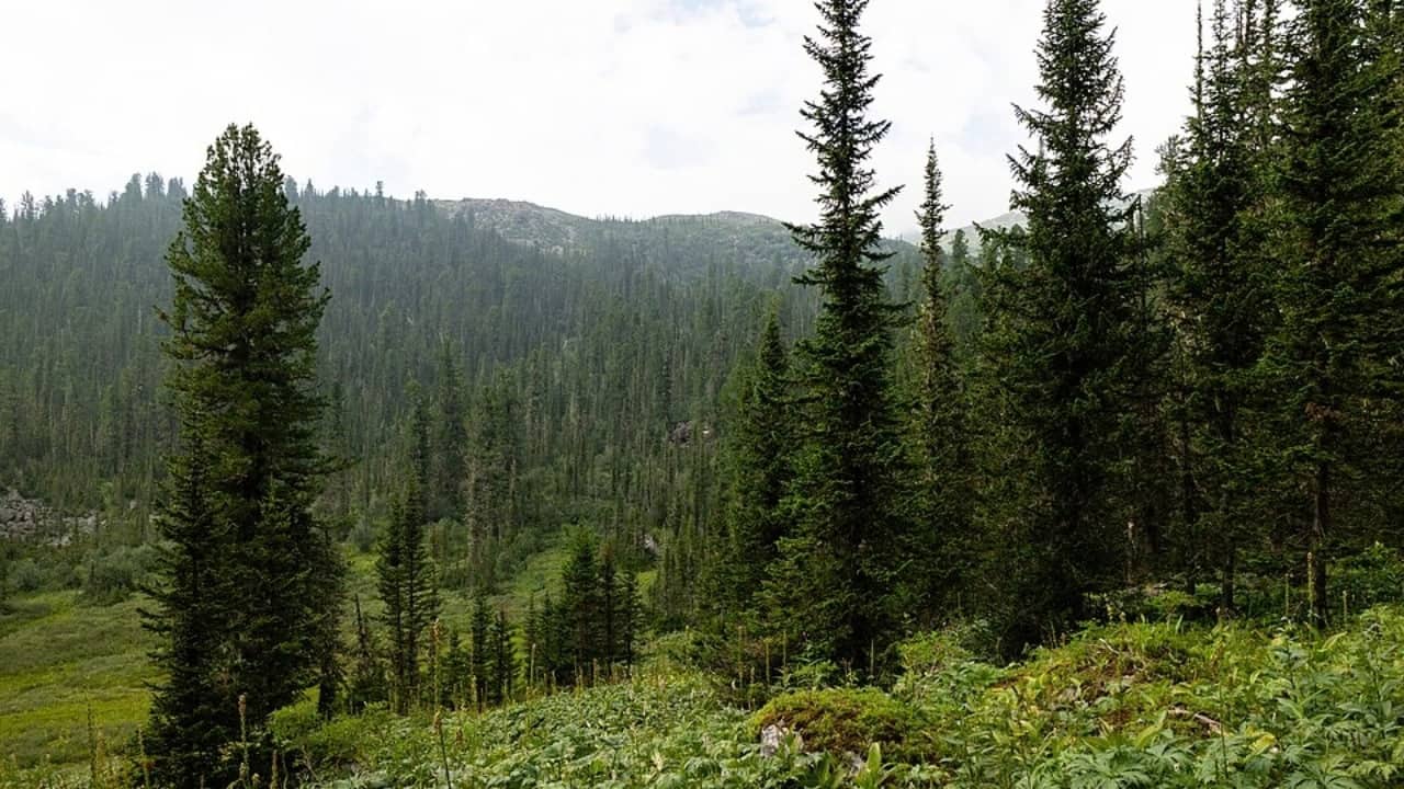 Israel planted pine forests to green its landscape; ecologists later warned that some treeless habitats were being lost