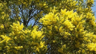 Representative image of an Acacia tree. Image credits: Wikimedia Commons