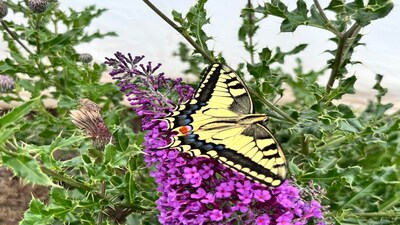 European swallowtail butterfly (Image Credit:
Dr George Hancock)