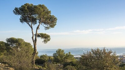 An Aleppo Pine (Pinus halepensis) in the forest of Sète. Image credits: Wikimedia Commons
