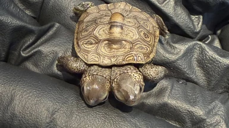 Two-headed tiny turtle found on Cape Cod: Meet the diamondback terrapin ...