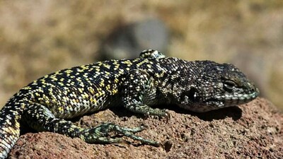 Liolaemus arequipensis, new lizard in Andes. (Image: UNMSM Natural History Museum)