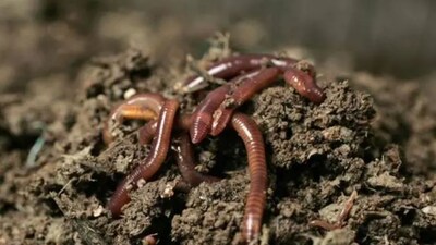 Researchers have identified a new species, Drawida incomparabilis.