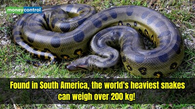 Green anacondas are the world's heaviest snakes. (Image: Canva)