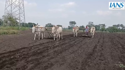 The drought situation in the district is worsening day by day (Image from Sangli, Maharashtra/IANS)
