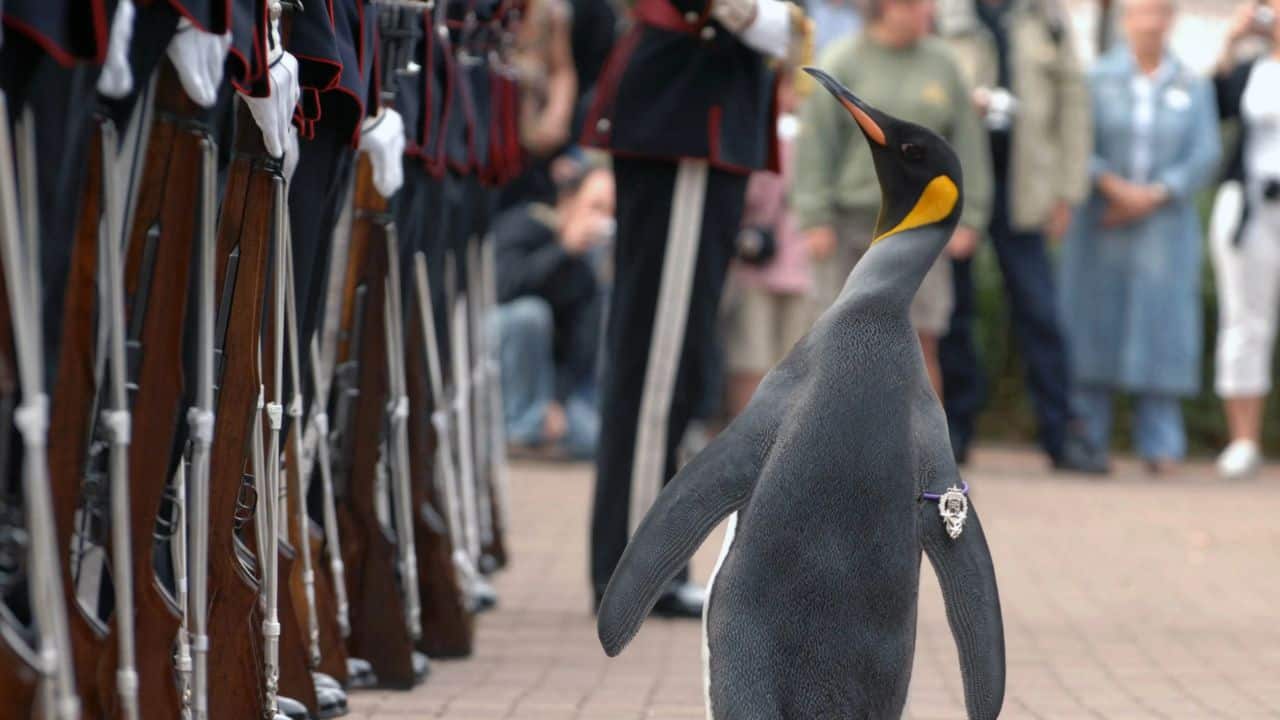 Major Rdf Meet Sir Nils Olav, the penguin who rose to Major General in Norway’s ...