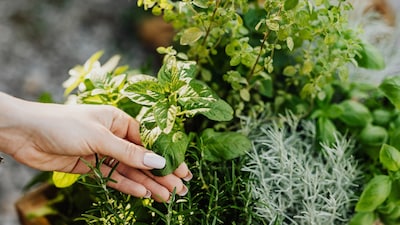 Antioxidant-rich plants can turn even a small garden into a source of nutritious food. (Picture: Pexels)