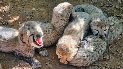 5 newborn cheetah cubs at Kuno National Park. (Image: AIR)