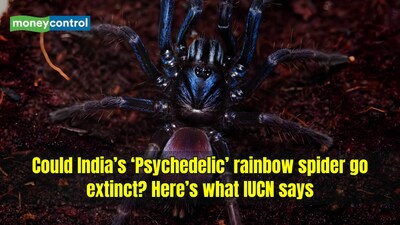 The Indian rainbow tarantula, also known as the psychedelic earth tiger. (Image: Canva)