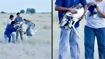 Great Indian Bustards released in the wild from Rajasthan's Thar landscape. (Image: X/@byadavbjp)