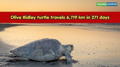 (Representative Image: Canva)