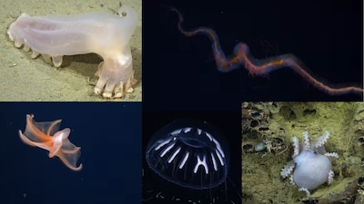 Scientists have discovered 57 species new to science in the deep waters of Argentina. (Image: Popular Science)