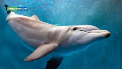 5 rare animals whose survival now depends on saving their last remaining individuals (representative image/canva)
