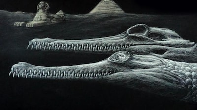 A 45-million-year-old crocodilian fossil from Egypt has a bizarre connection to the Great Sphinx. (Image: Karim Zanaty)