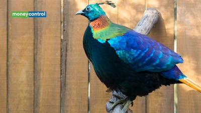 Himalayan monal is changing its voice as human activity reshapes its mountain habitat, research finds (image: canva)