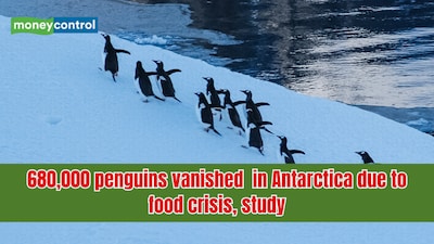 A sudden decline in decline in chinstrap penguins has transformed one of Antarctica's largest penguin colonies. (Image: Canva)