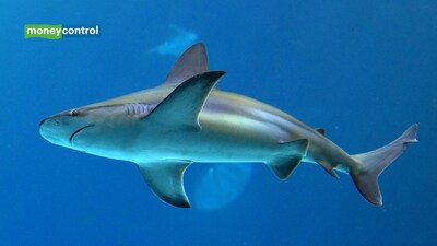 Blacktip sharks can hear underwater sounds from nearly 250 feet away and pinpoint their source, study finds (image: canva)