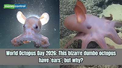 Know more about Dumbo octopus on World Octopus Day 2026. (Image: Canva)