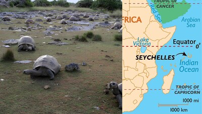Nearly 183,000 Aldabra giant tortoises are estimated to live on the remote Aldabra Atoll in Seychelles. (Image:  Dennis Hansen/University of Exeter)
