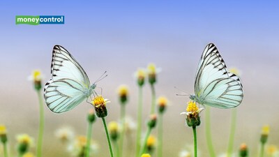 Why do butterflies have bold wing patterns? Study finds they may help confuse predators in mid-air (image: canva)