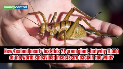 The wētāpunga, or Little Barrier giant wētā, is considered the world’s heaviest insect. (Image: Canva)
