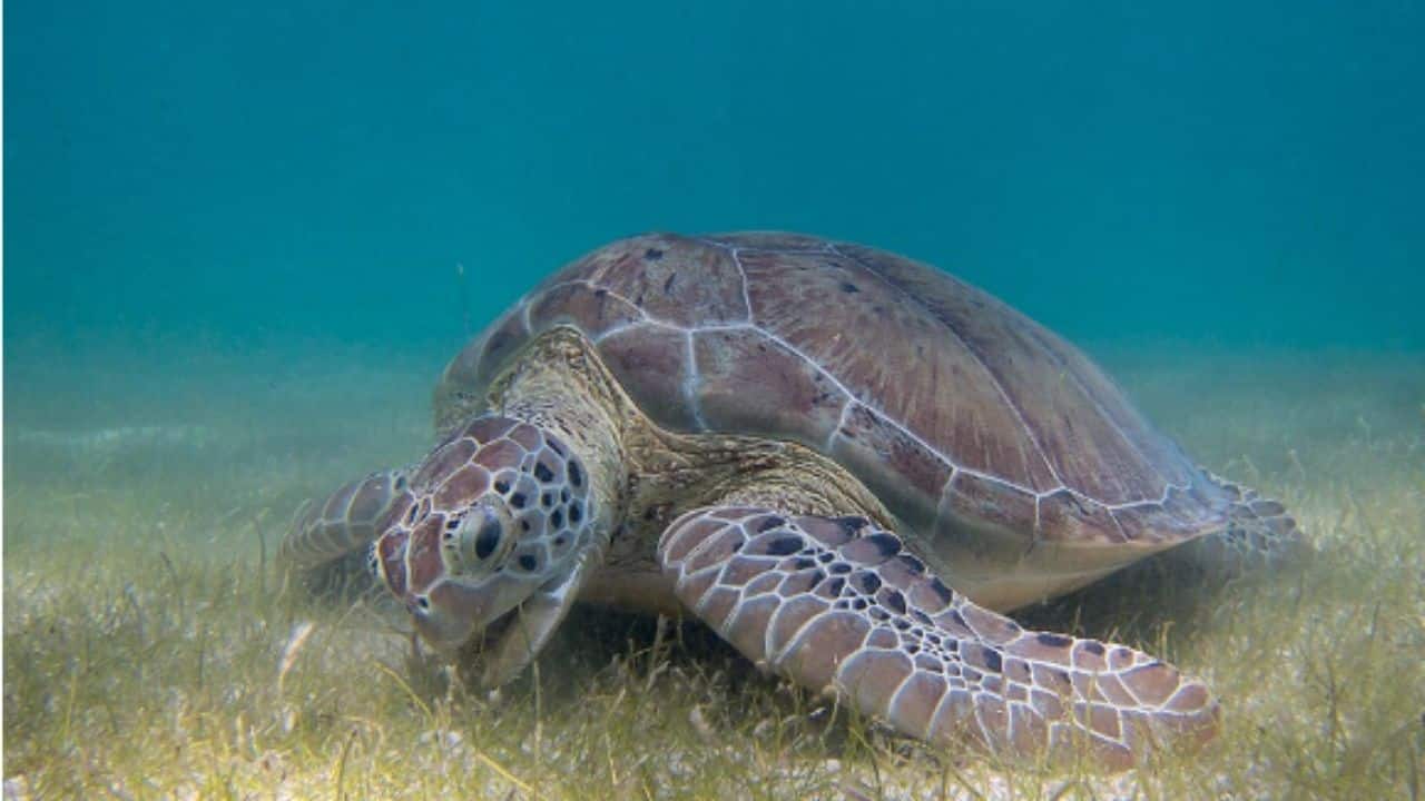 Ancient 'sea turtle' tracks found on a mountain reveal a terrifying 80-million-year-old escape from a disaster.
