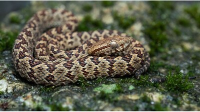 Himalayan pit viper (Gloydius himalayanus). Image credits: Wikimedia Commons
