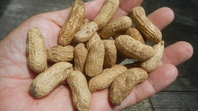 Peanut shell waste. ImAge credits: Wikimedia Commons