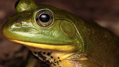 American bullfrog captured at night. Image credits: Wikimedia Commons