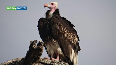 Wayanad vulture survey 2026 records 65 distinct birds, including 54 white-rumped vultures and 11 red-headed vultures in Kerala's wildlife habitat (image: canva)