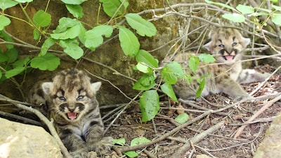 Three eyed mountain lion kittens were discovered in California. (Image: National Park Service)