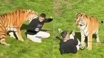 Man dies after entering tiger enclosure at Yorkshire wildlife park