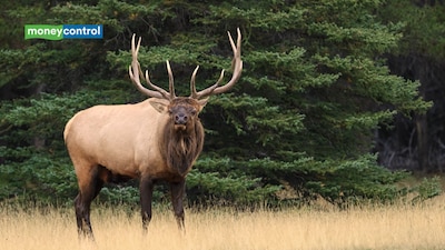 Inside Kanye West’s $14.495 million Wyoming ranch spread across 6,713 acres, with luxury lodges, heated helicopter pads and nearly 2,000 elk roaming the wilderness (representative imge/canva)