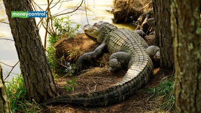 Florida’s alligators dig deep-water ponds that help fish survive drought, but the shrinking wetlands can turn these refuges into deadly traps for aquatic life (representative image/canva)