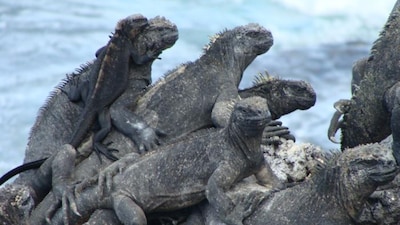 Galapagos marine iguanas soak up the sun on Marchena Island in the Galapagos Archipelago. (Photo Credit: Juan José Alava)