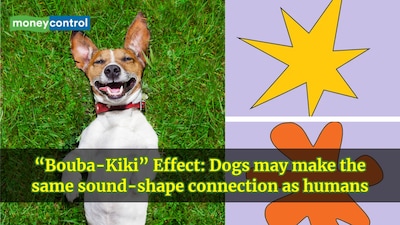 A study suggests dogs may associate the sounds “Bouba” and “Kiki” with rounded and spiky shapes, respectively. (Image: Canva)