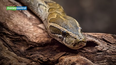Florida releases 16-foot, 147.9-pound Burmese python in drone experiment: How US scientists hope to track invasive snakes across the Everglades (representative image/canva)