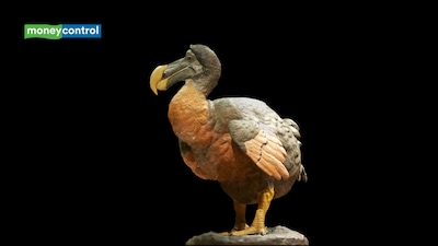 Scientists are using AI to bring back the extinct Dodo: Genome analysis is 95% complete, but can they really revive the flightless bird? (representative image/canva)