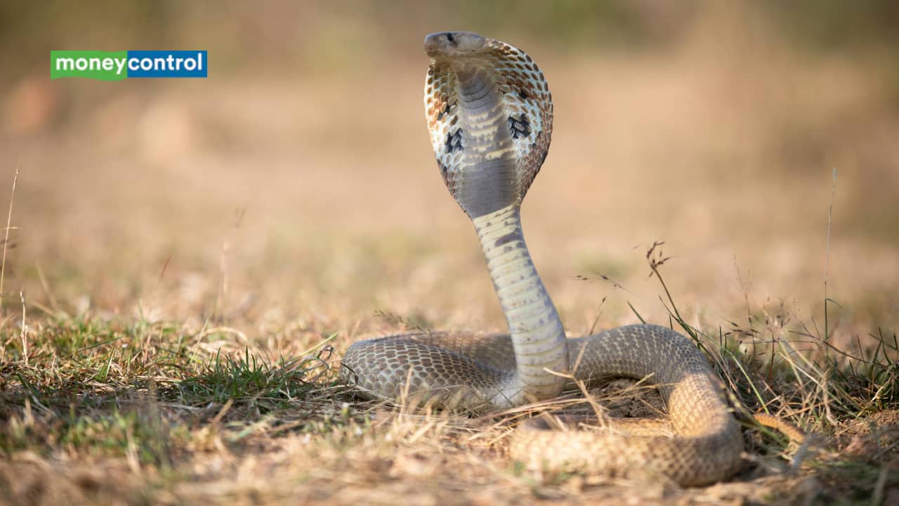 Indian spectacled Cobras share one genetic lineage, but Sri Lankan population has a distinct evolutionary history, study finds