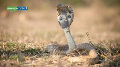 Indian spectacled Cobras share one genetic lineage, but Sri Lankan population has a distinct evolutionary history, study finds (representative image/canva)