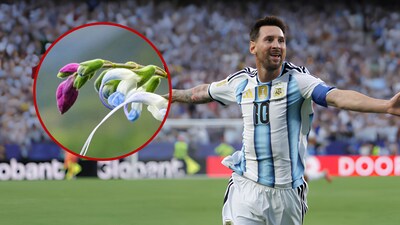 Salvia messii, an endangered plant from Peru’s Andes, was named after Lionel Messi and can grow up to 1.5 metres tall. (Image: X/@ESPNFC)