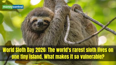 Pygmy three-toed sloth is the world's rarest and most endangered sloth. (Image: Canva)