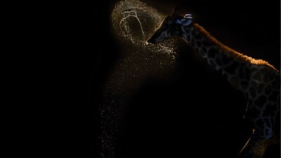 (Image: World Naturephotography Awards)