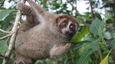 A Bangka slow loris hangs from a tree on the Indonesian island of Bangka, east of Sumatra, in this undated photograph released on October 20, 2026. Andre Septian/Alobi Wildlife Rescue Center/Handout via REUTERS.
