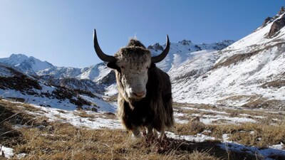 Ancient DNA extracted from tiny bone fragments has revealed a previously unknown large mammal that roamed Siberia alongside woolly mammoths and may have been hunted by the mysterious Denisovans. (Image Credit: Reuters)