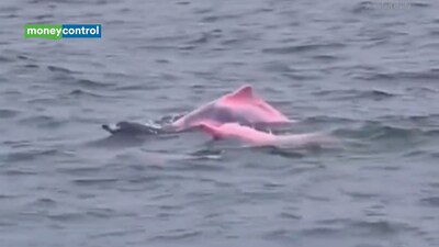 Rare pink Dolphins spotted off Oman's coast: Viral video captures unusual marine sighting at Muscat beach