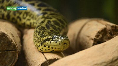 Scientists used radio tags to track giant green Anacondas in the Amazon, but spotted them at just 17.7% of locations (representative image/canva)