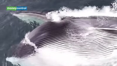 Welsh fisherman captures stunning drone footage of a giant Fin whale feeding in the Celtic Sea, video surpasses 100,000 views and raises awareness about whale hunting in iceland